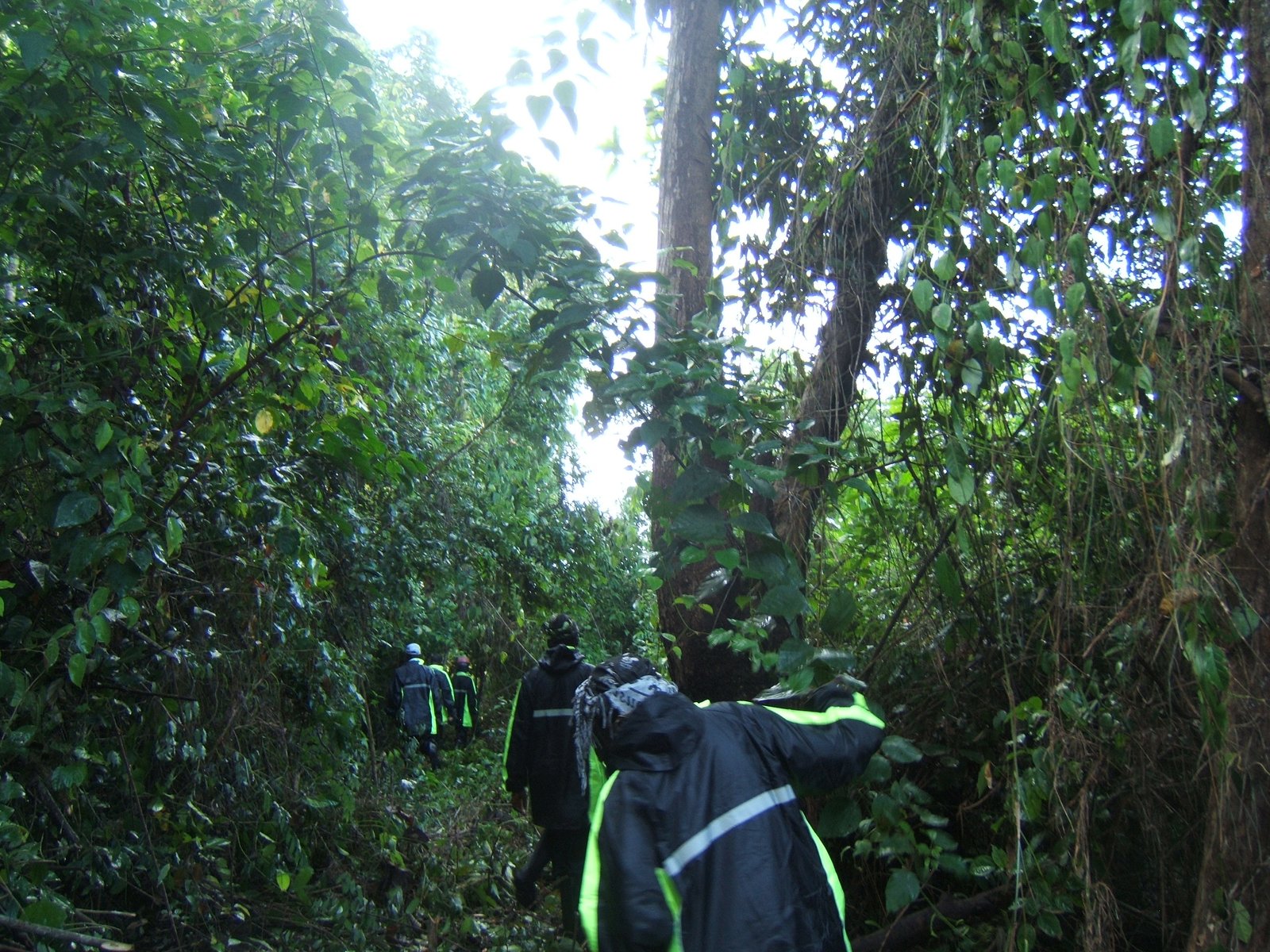 SHADE's community forestry efforts in Sierra Leone